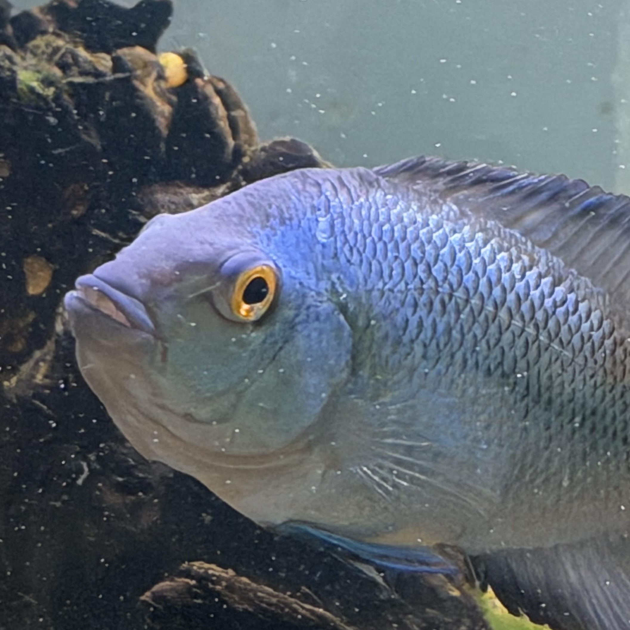 Blue (Flowerhorn Cichlid), an adopted Freshwater Fish in Quilcene, WA image 1/4