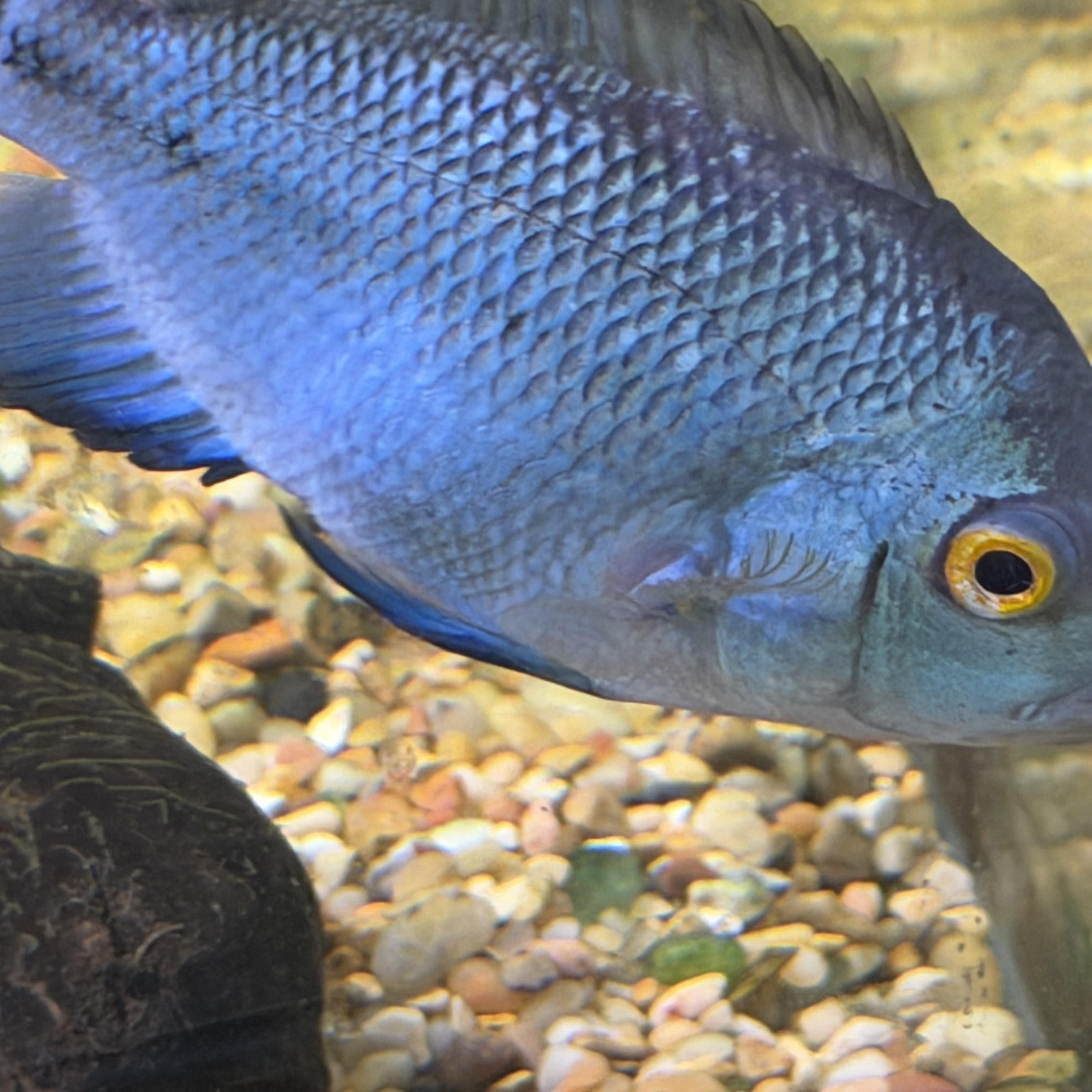 Blue (Flowerhorn Cichlid), an adopted Freshwater Fish in Quilcene, WA image 2/4