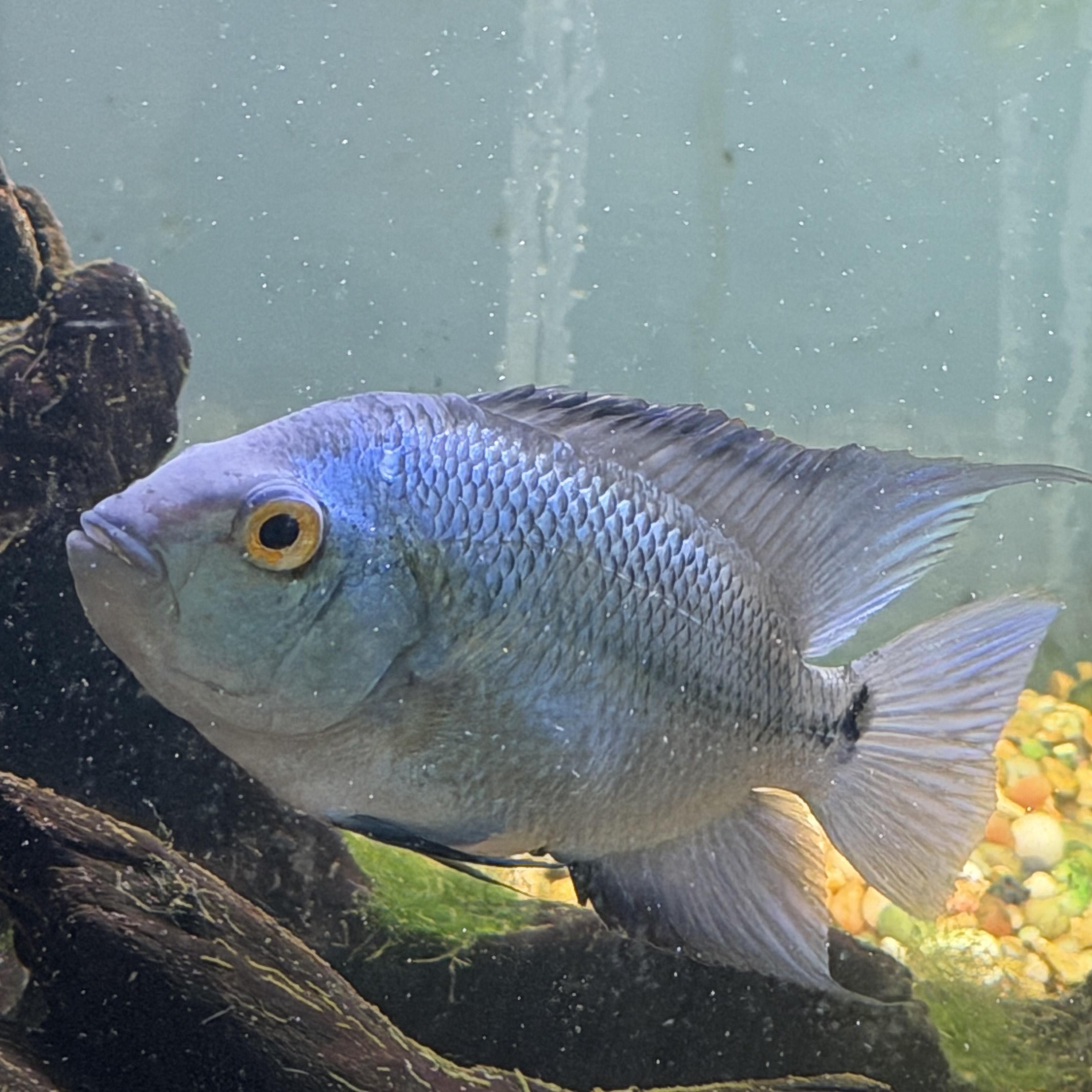Blue (Flowerhorn Cichlid), an adopted Freshwater Fish in Quilcene, WA image 4/4