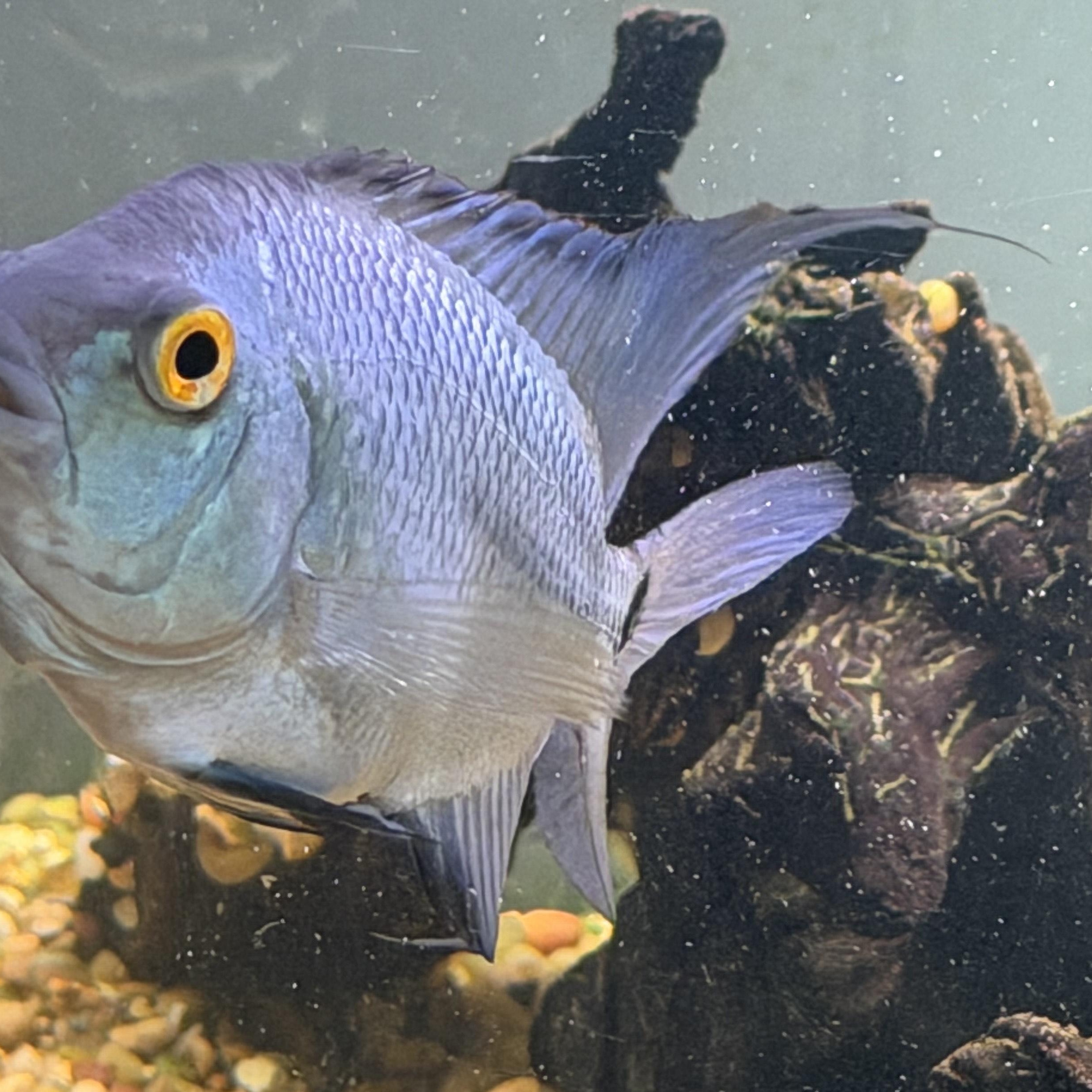Blue (Flowerhorn Cichlid), an adopted Freshwater Fish in Quilcene, WA image 3/4