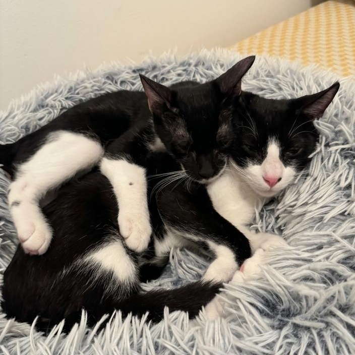 Enlarge Batman and Robin (bonded brothers), a Adoptable Domestic Short Hair in Boynton Beach, FL image 2/6