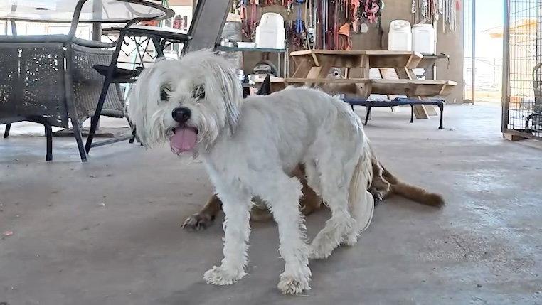 Enlarge Bell, a Adopted Shih Tzu in Queen Creek, AZ image 1/3