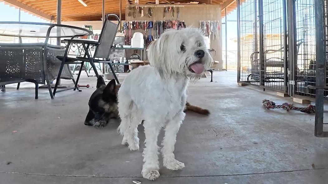 Enlarge Bell, a Adopted Shih Tzu in Queen Creek, AZ image 2/3