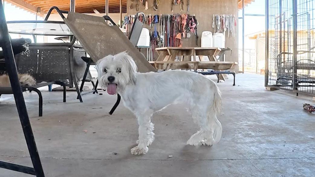 Enlarge Bell, a Adopted Shih Tzu in Queen Creek, AZ image 3/3