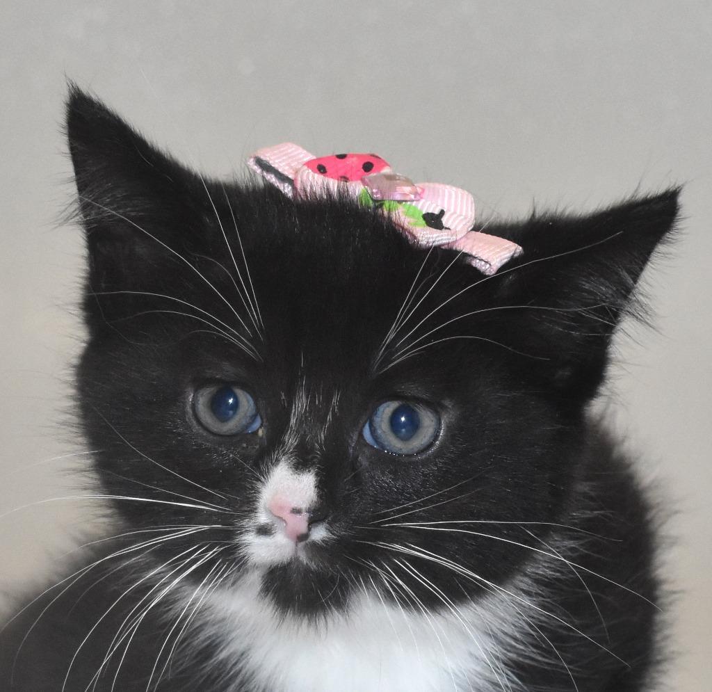 Enlarge Gwenivere, a Adoptable mixed breed in Springfield, OH image 2/3