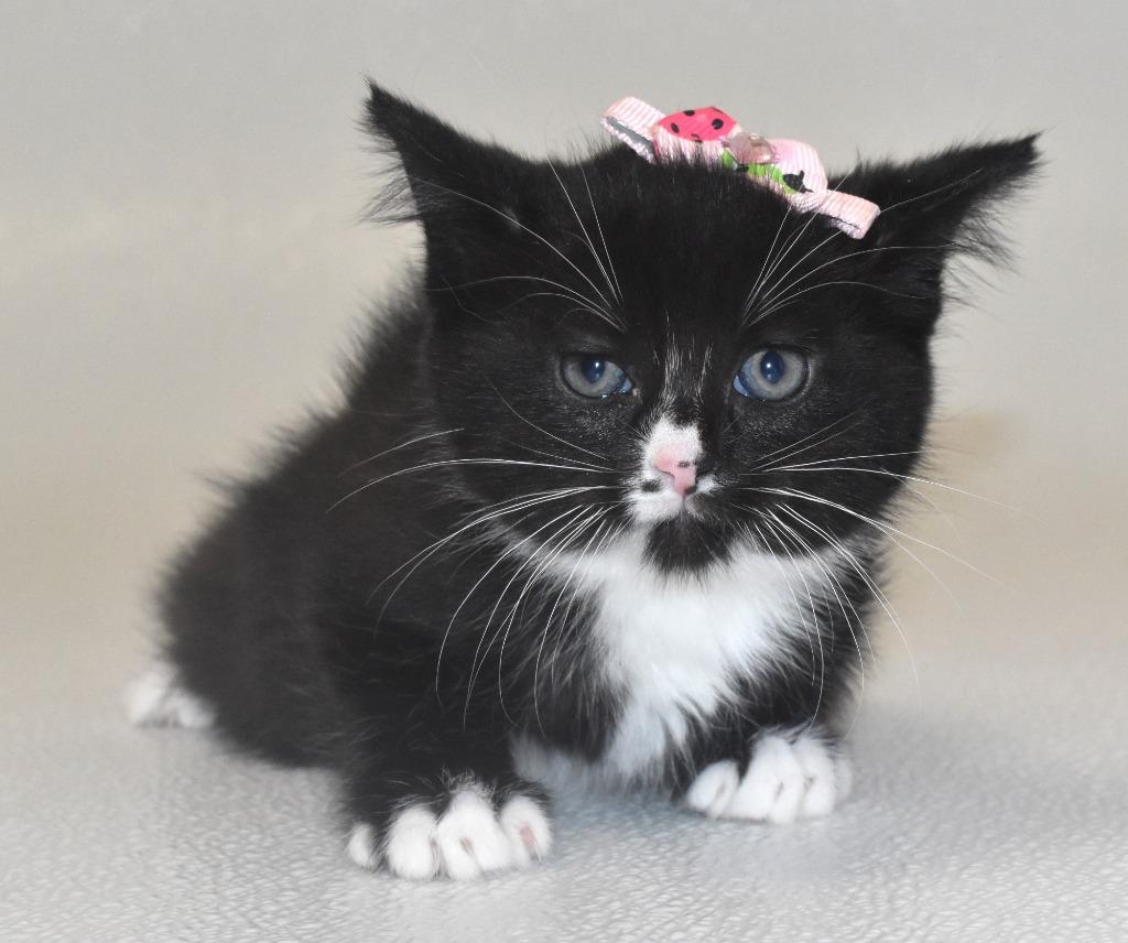 Enlarge Gwenivere, a Adoptable mixed breed in Springfield, OH image 3/3