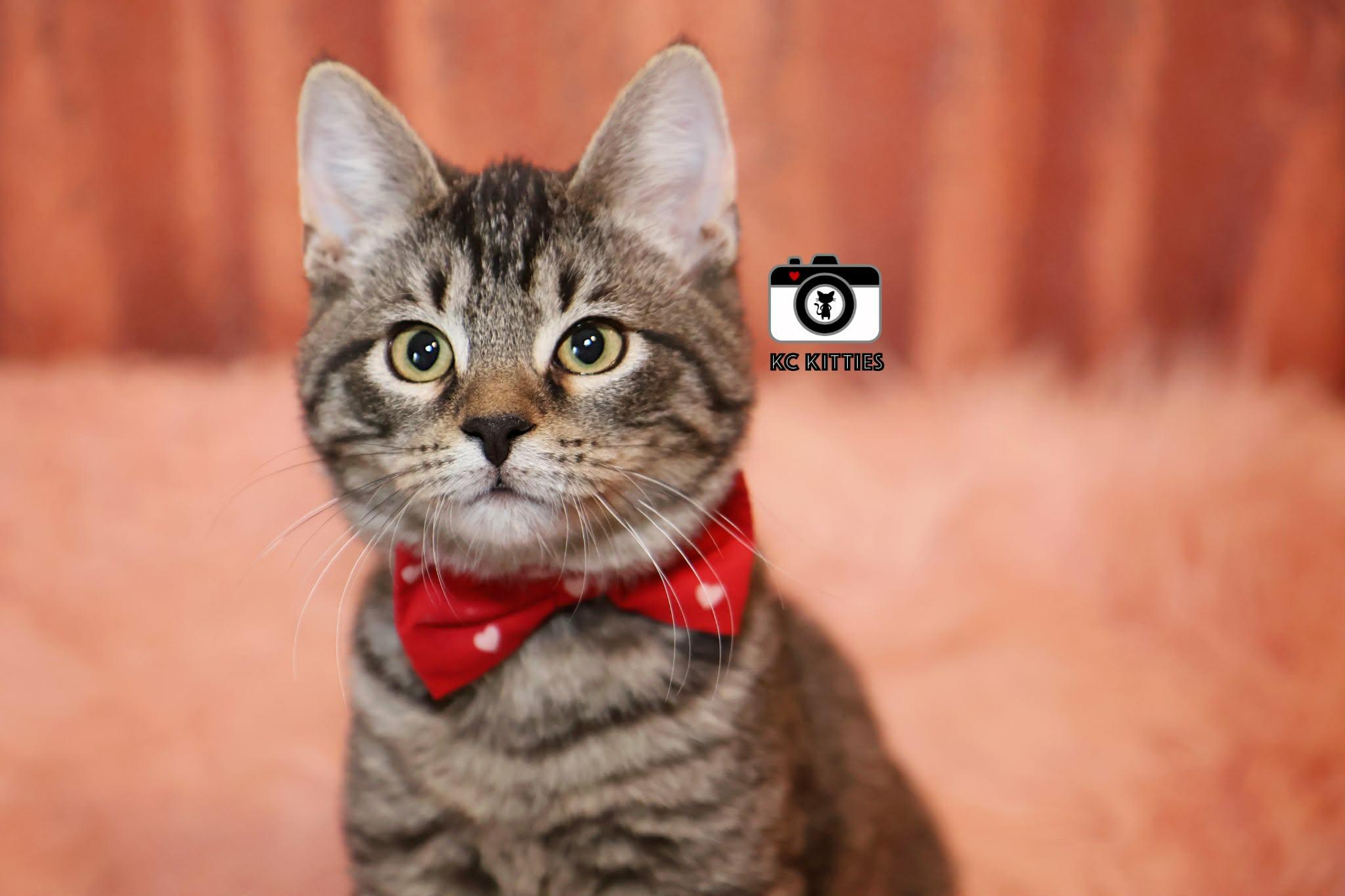 Enlarge Scat, a ADOPTABLE mixed breed in Overland Park, KS image 4/4