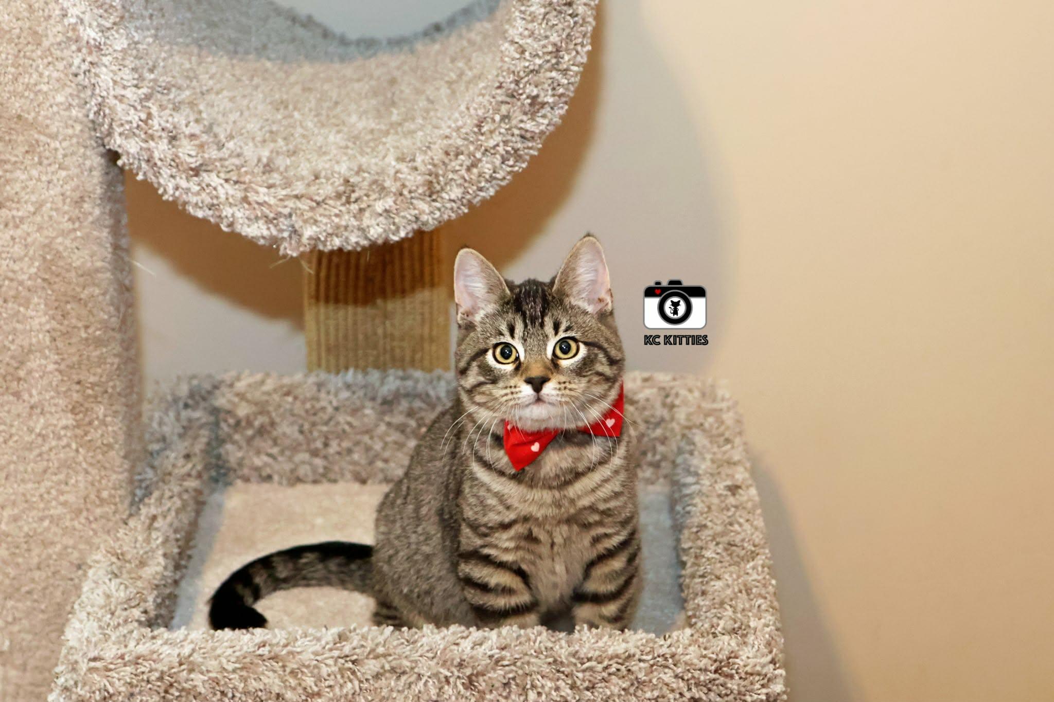 Enlarge Scat, a ADOPTABLE mixed breed in Overland Park, KS image 3/4