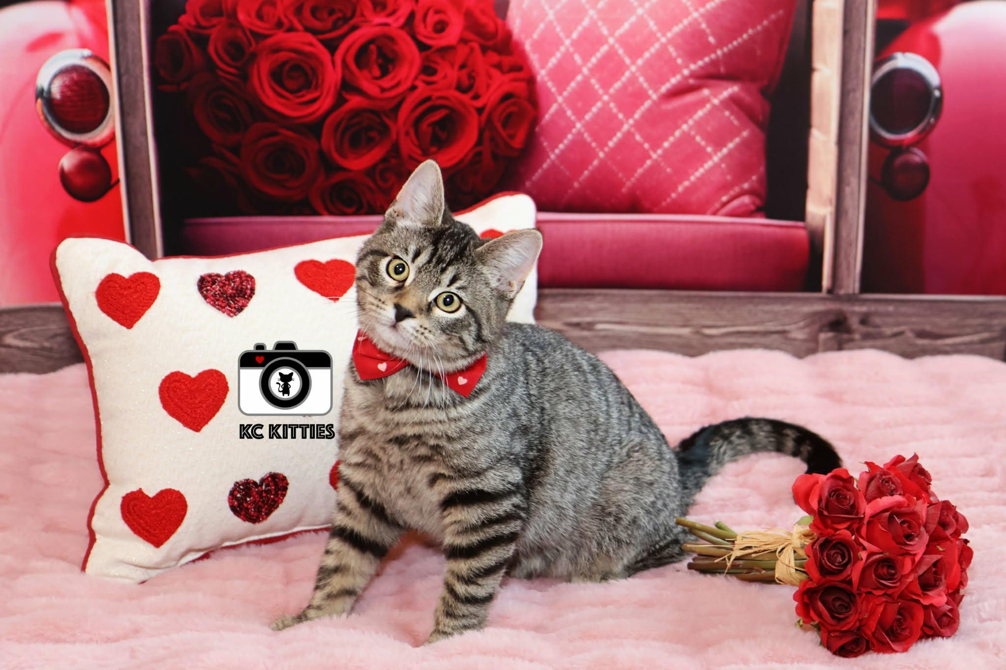 Scat, ADOPTABLE, Kitten Male Domestic Short Hair.