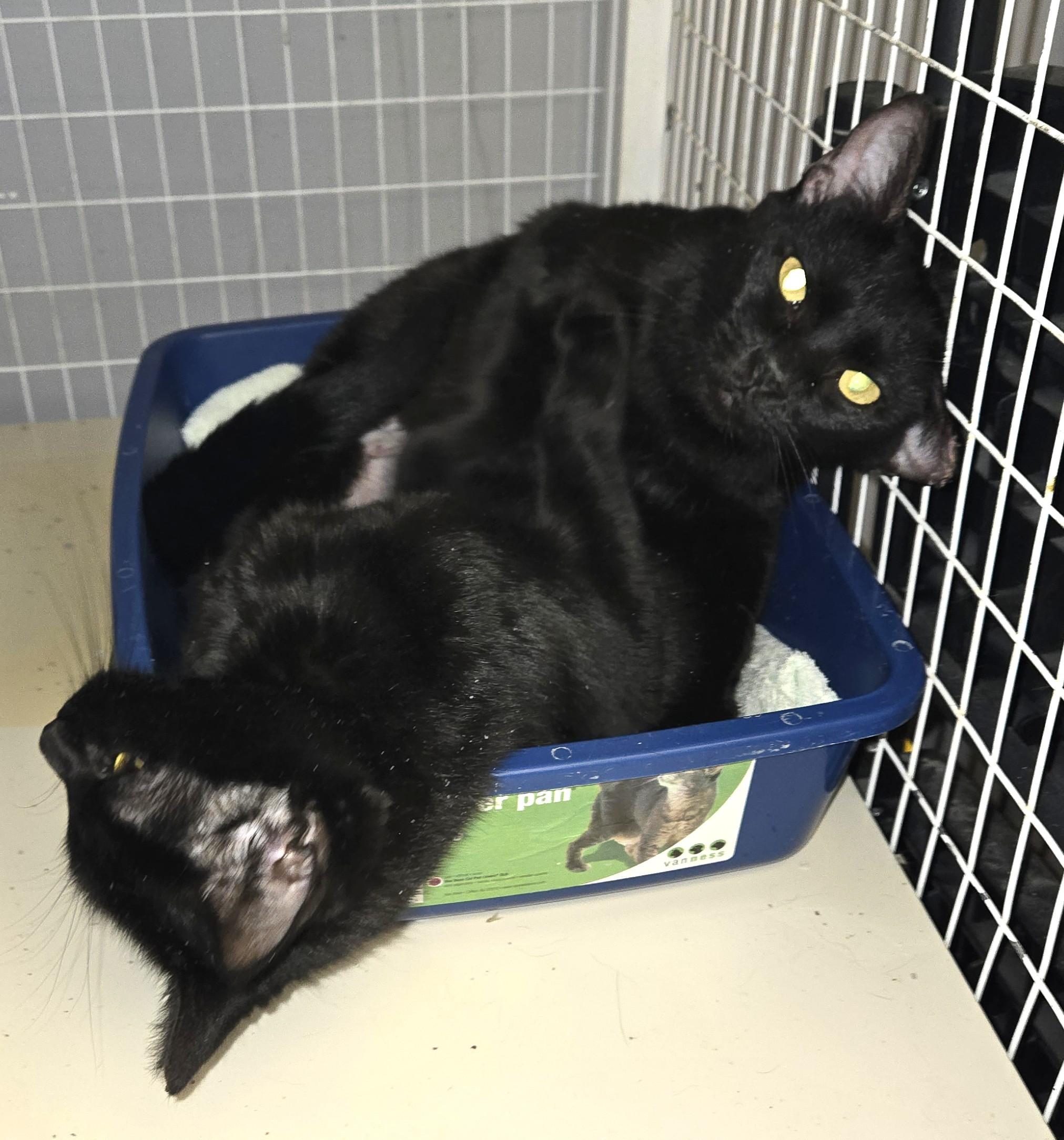 Enlarge Munchkin and Muffin, a Adoptable Domestic Short Hair in Milford, CT image 5/5