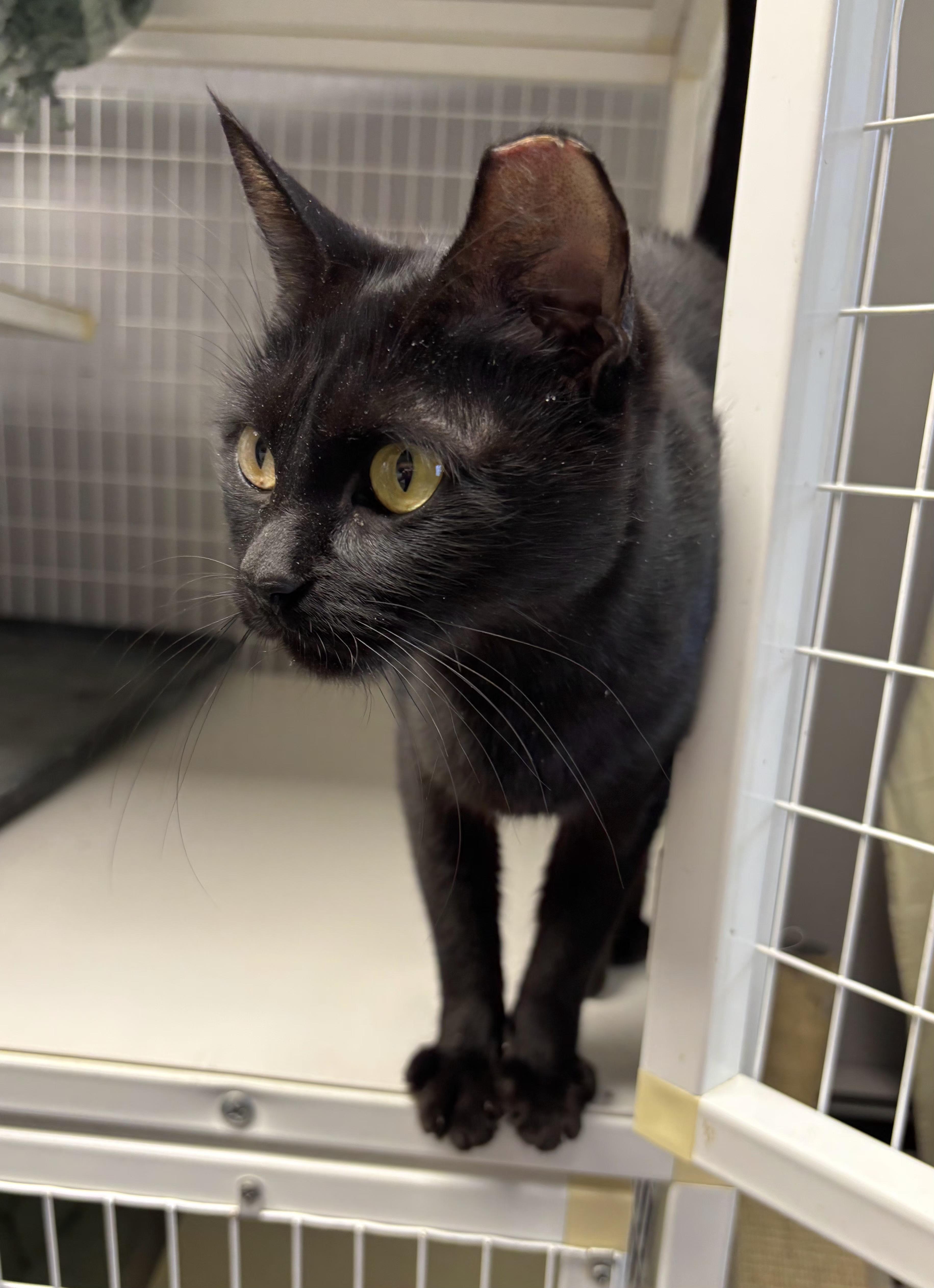 Enlarge Munchkin and Muffin, a Adoptable Domestic Short Hair in Milford, CT image 2/5