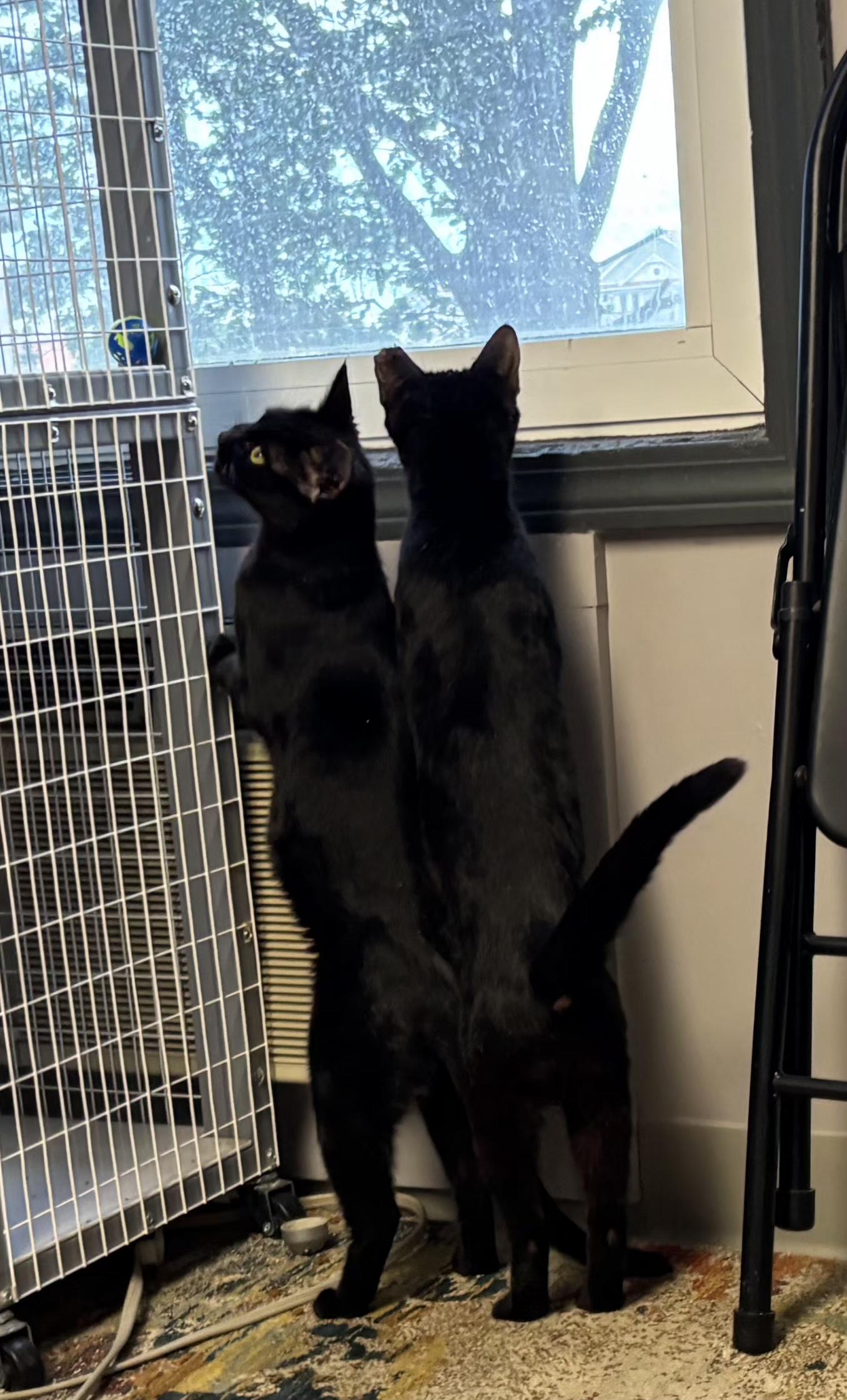Munchkin and Muffin, Adoptable, Adult Female Domestic Short Hair.