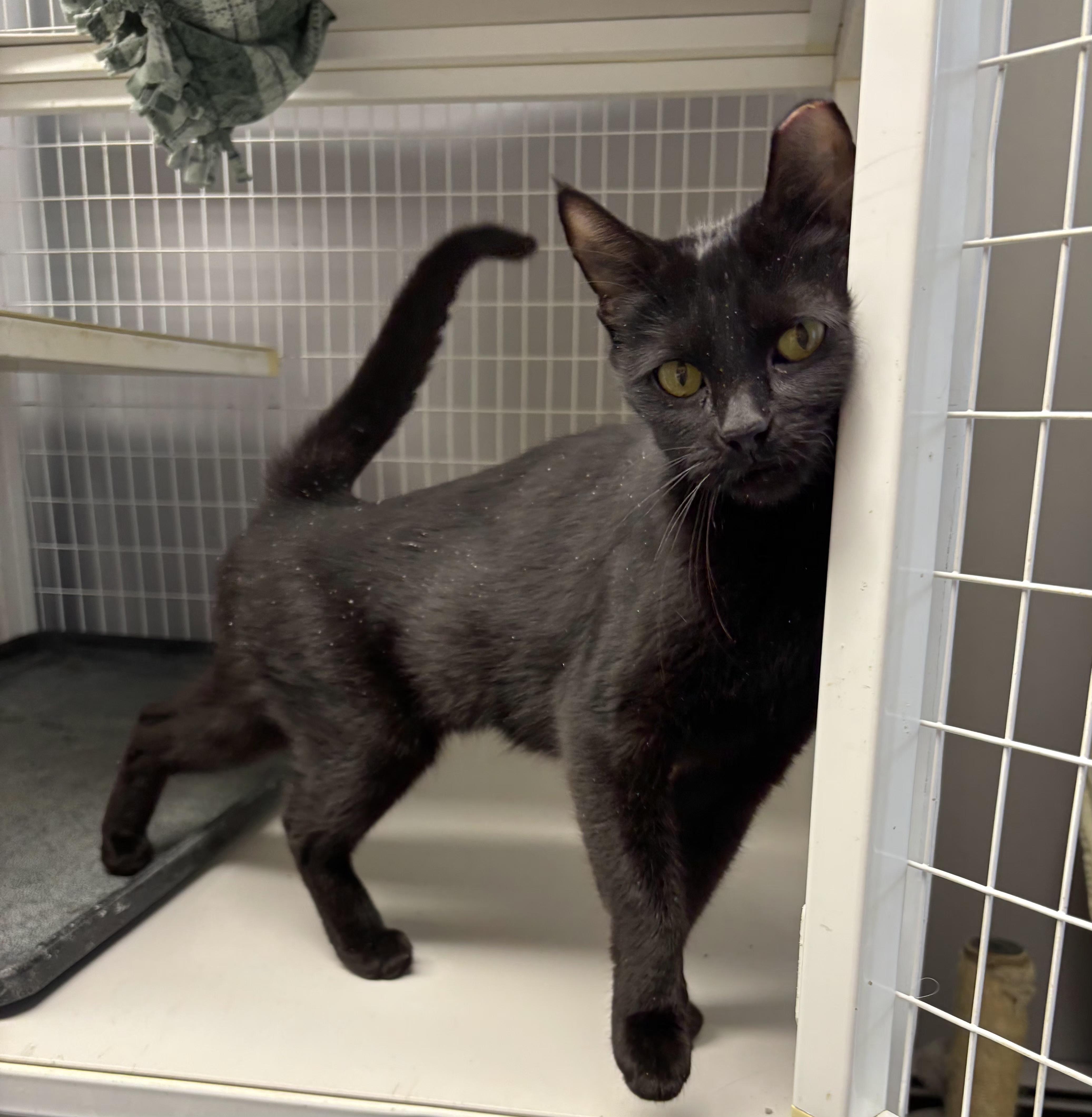 Enlarge Munchkin and Muffin, a Adoptable Domestic Short Hair in Milford, CT image 3/5
