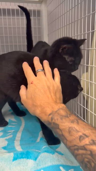 Enlarge Munchkin and Muffin, a Adoptable Domestic Short Hair in Milford, CT video 4/5