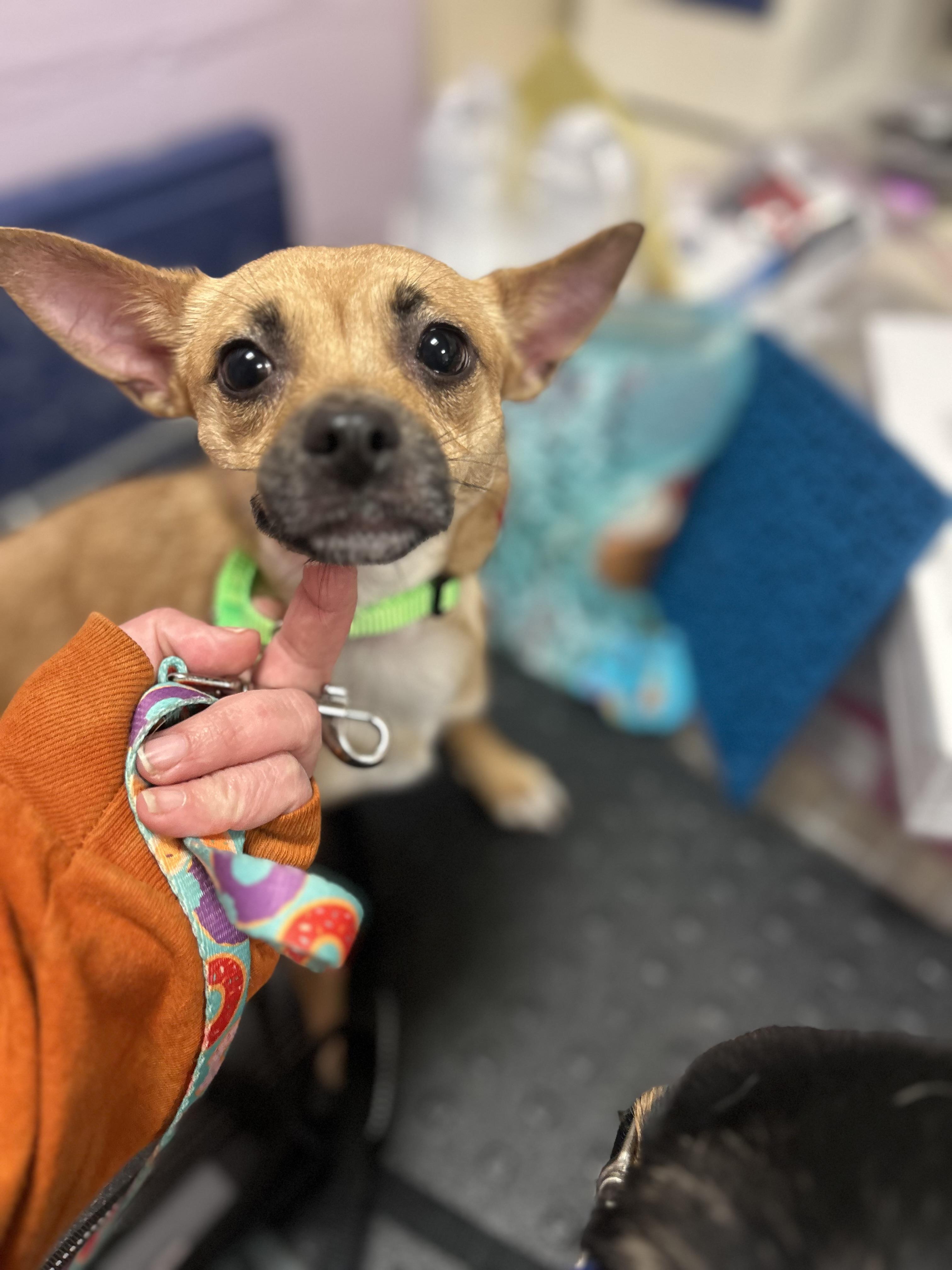 Enlarge Dorito and Dumpling, an adopted mixed breed in Oak Ridge, NJ image 2/4