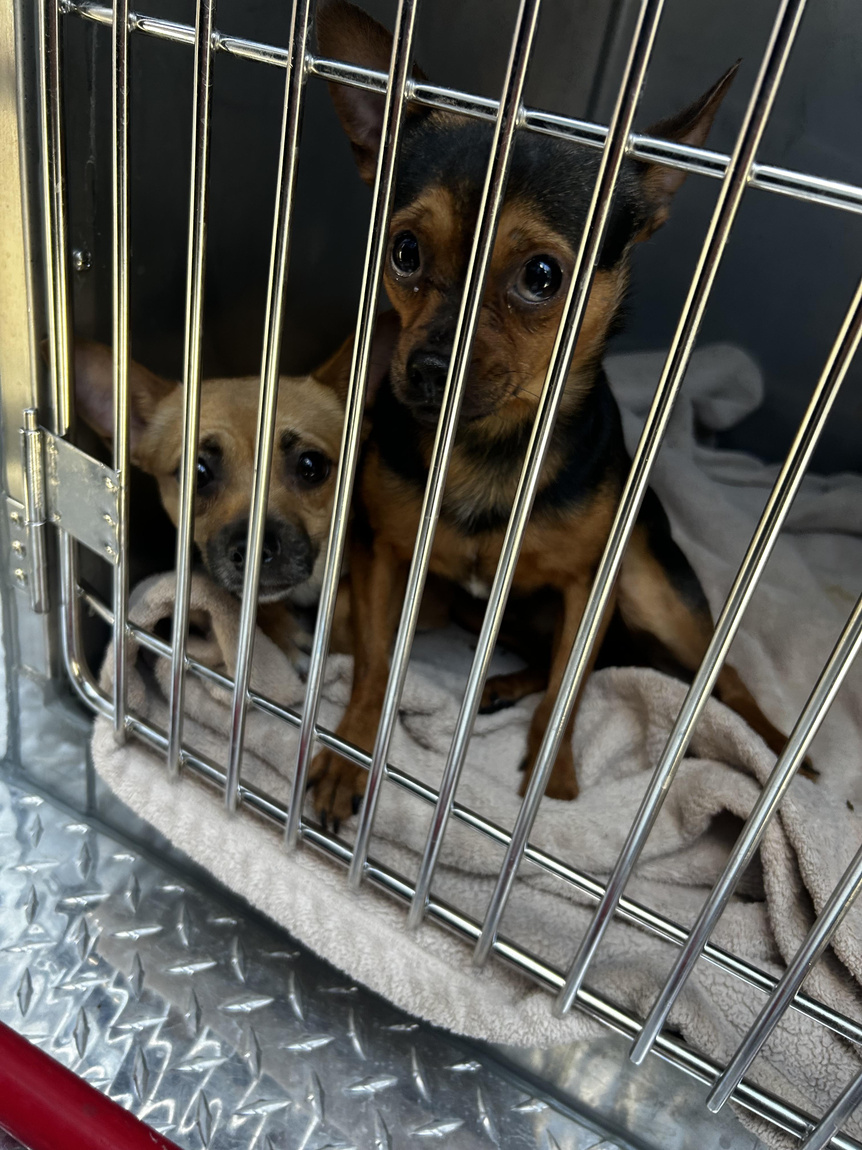 Enlarge Dorito and Dumpling, an adopted mixed breed in Oak Ridge, NJ image 3/4