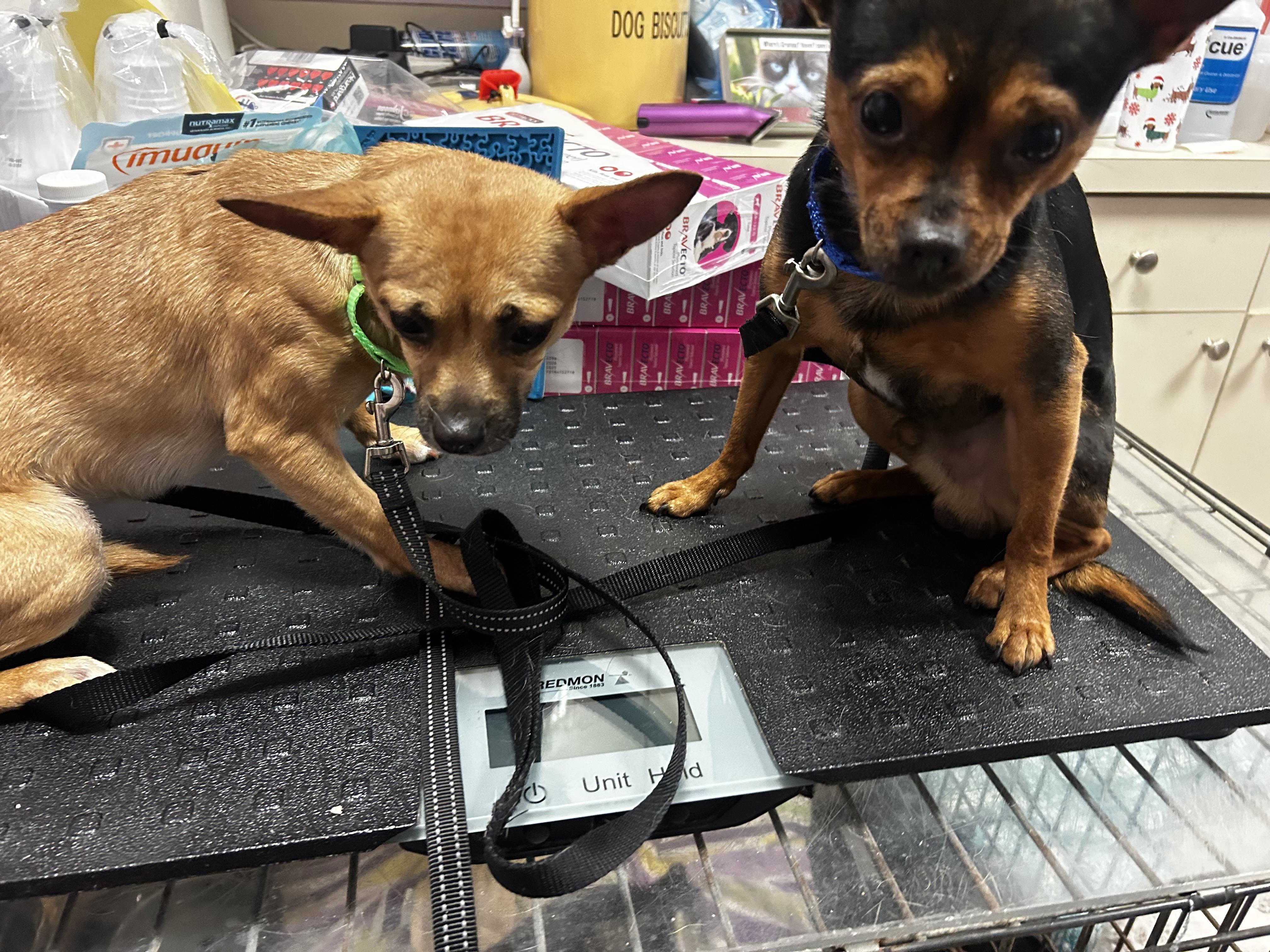 Enlarge Dorito and Dumpling, an adopted mixed breed in Oak Ridge, NJ image 1/4