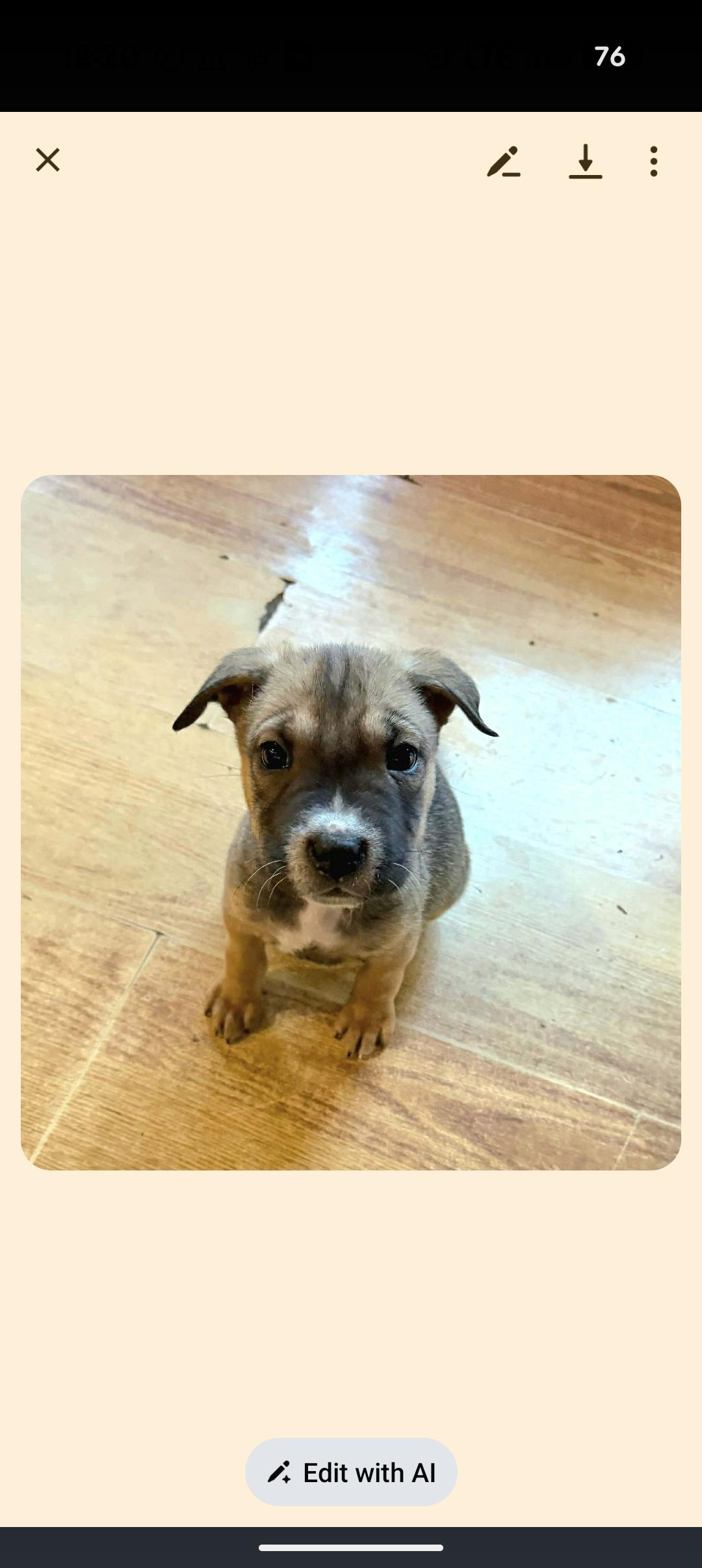 Enlarge MAE, a ADOPTABLE mixed breed in Browns Mills, NJ image 4/4