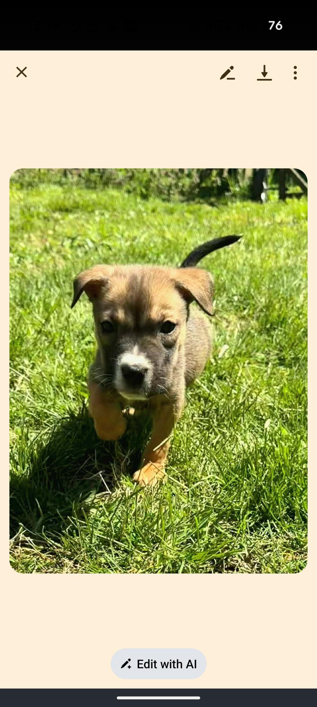 Enlarge MAE, a ADOPTABLE mixed breed in Browns Mills, NJ image 2/4