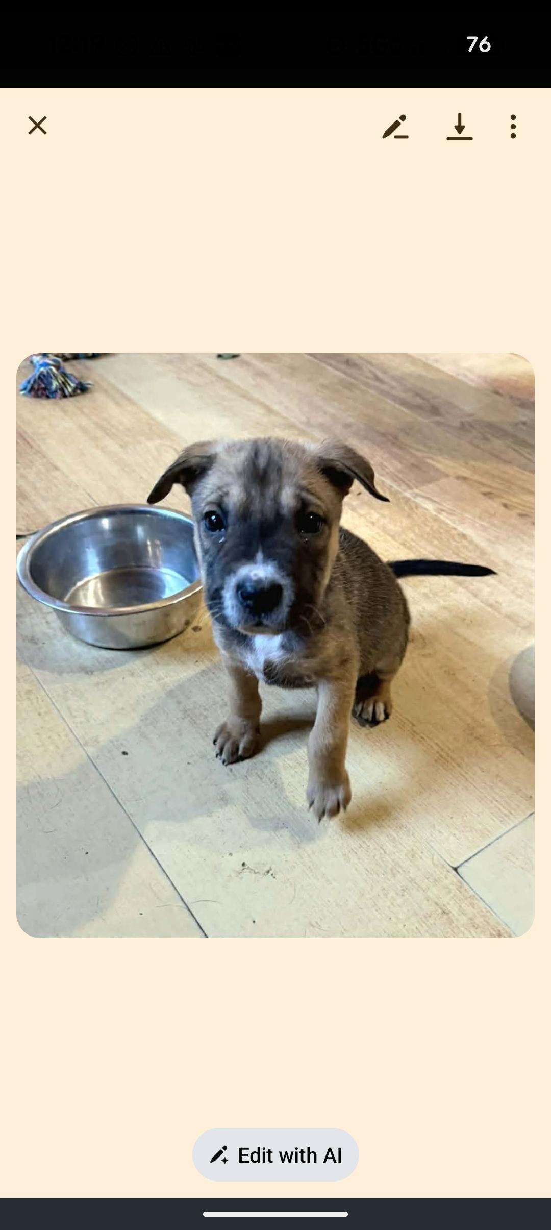 Enlarge MAE, a ADOPTABLE mixed breed in Browns Mills, NJ image 3/4