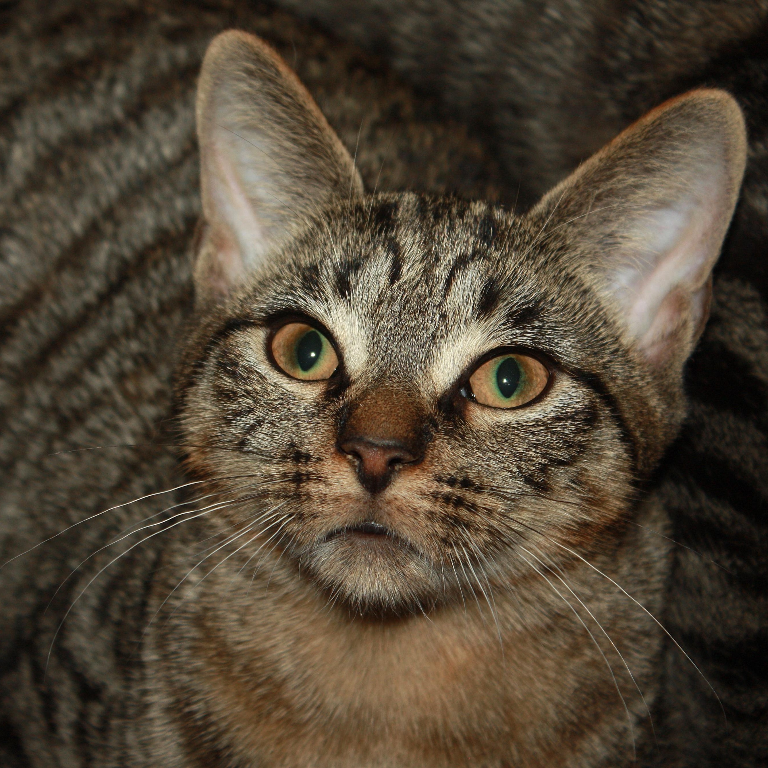 Enlarge Chirashi, a Adoptable Domestic Short Hair in Fair Haven, VT image 1/2