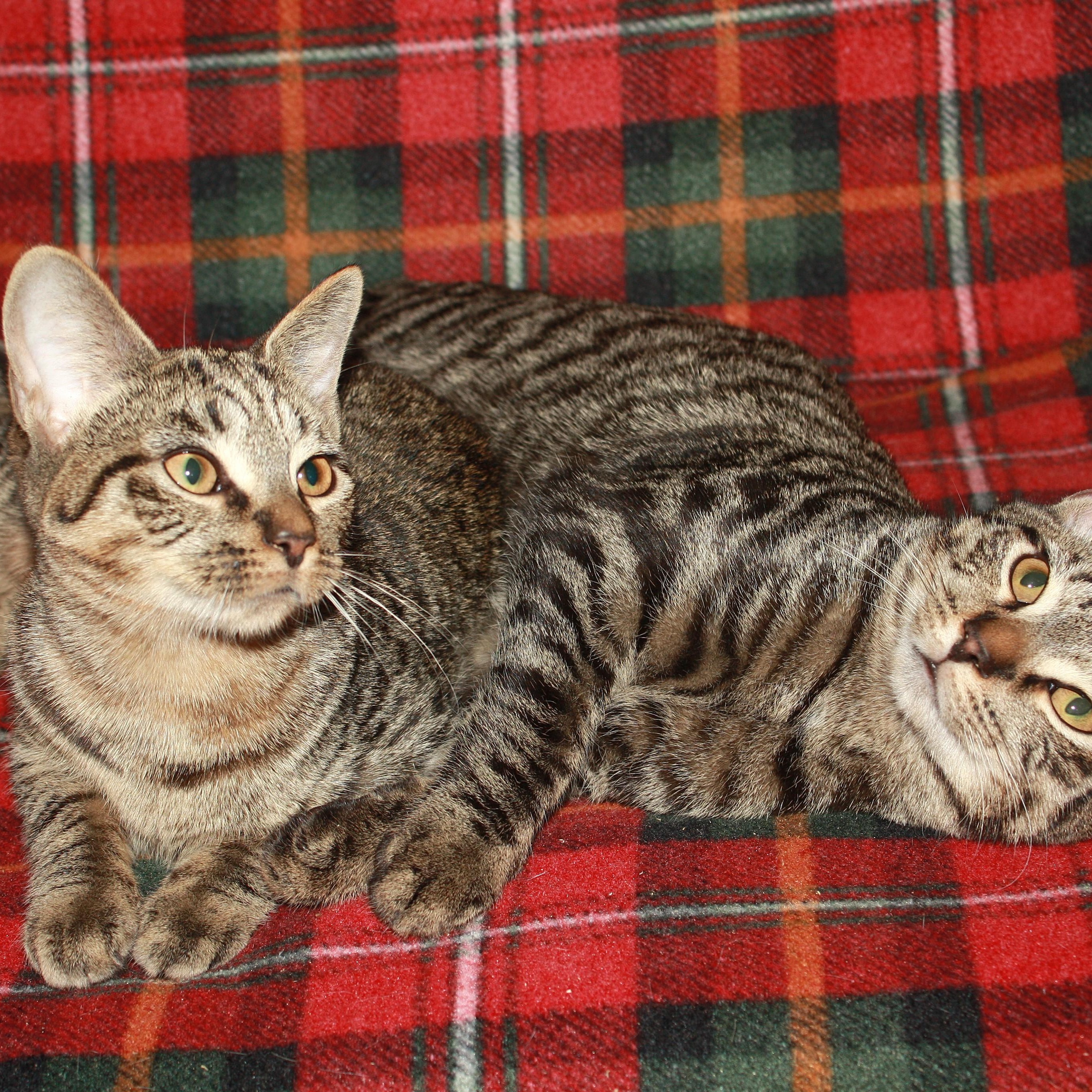 Enlarge Chirashi, a Adoptable Domestic Short Hair in Fair Haven, VT image 2/2