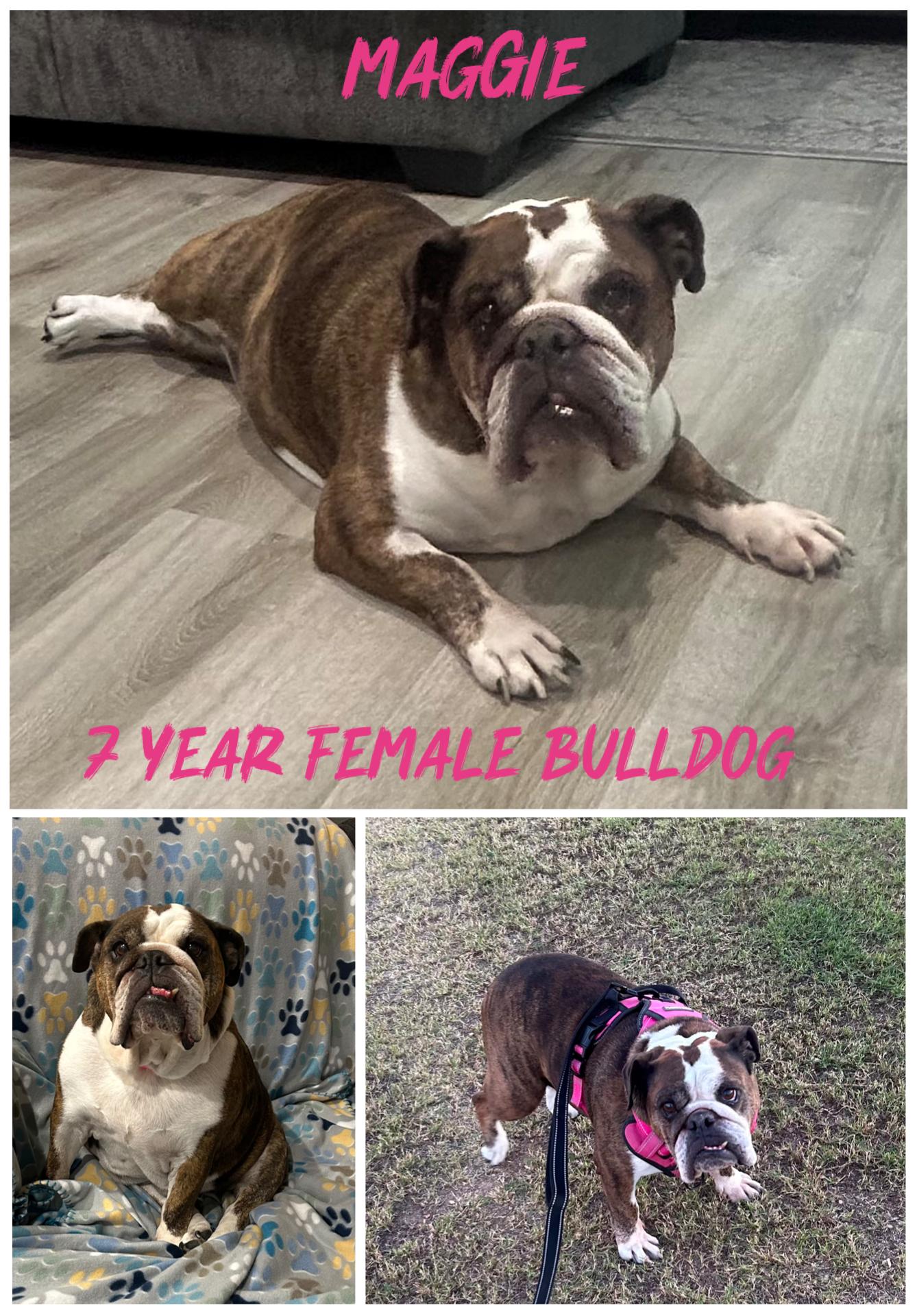 MAGGIE – 7  YEAR FEMALE BULLDOG @ PETCO, 5011 E. RAY ROAD, PHX 85044 ON SATURDAY, JAN. 31, 11–2PM, adopted, Adult Female Bulldog.