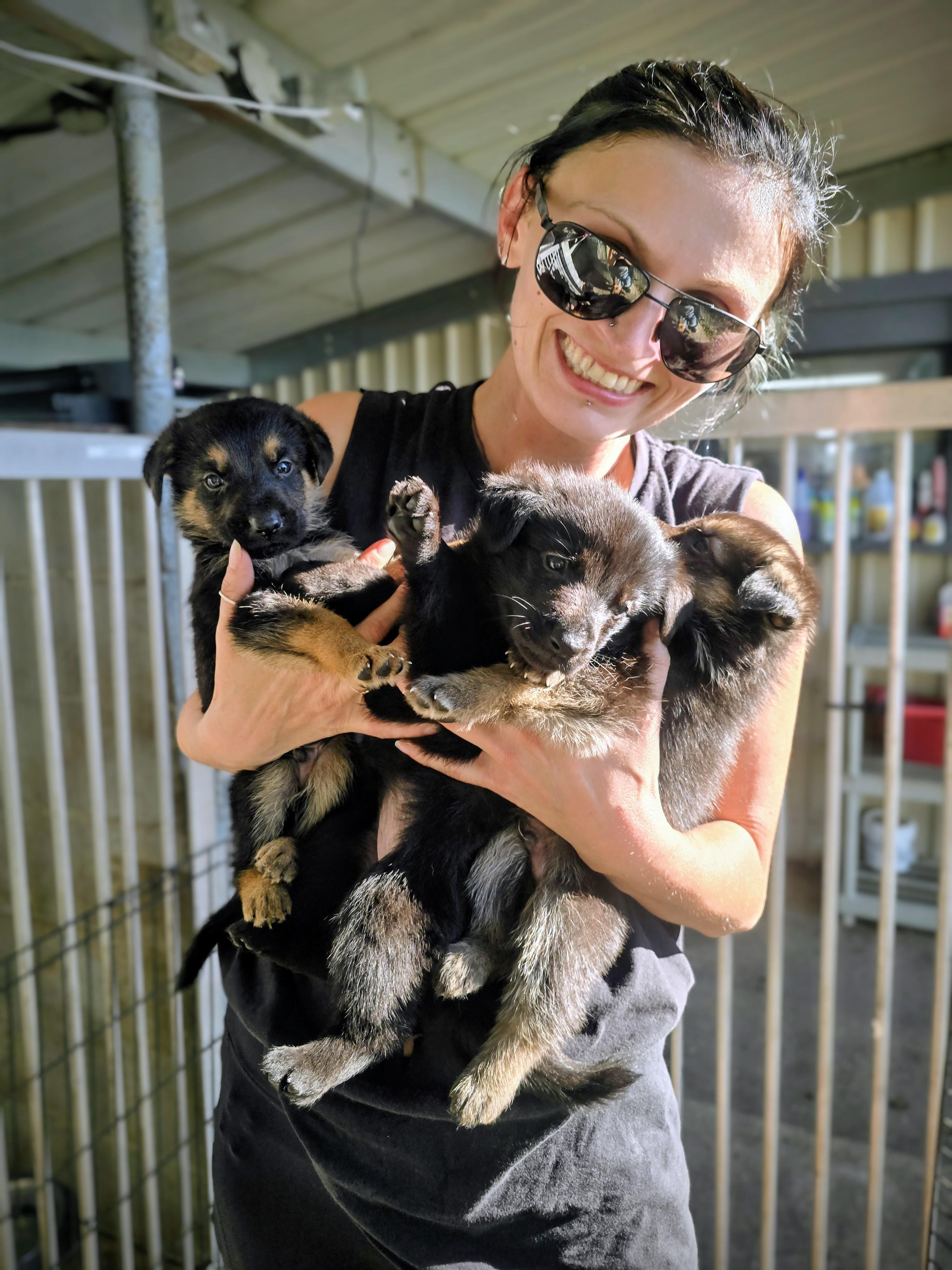 Archer Blaze, a Adoptable German Shepherd Dog in Kaplan, LA image 2/2