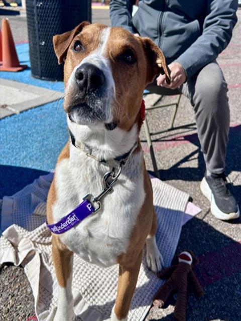 Enlarge WISP, a Adoptable Mixed Breed in Santa Fe, NM image 1/1
