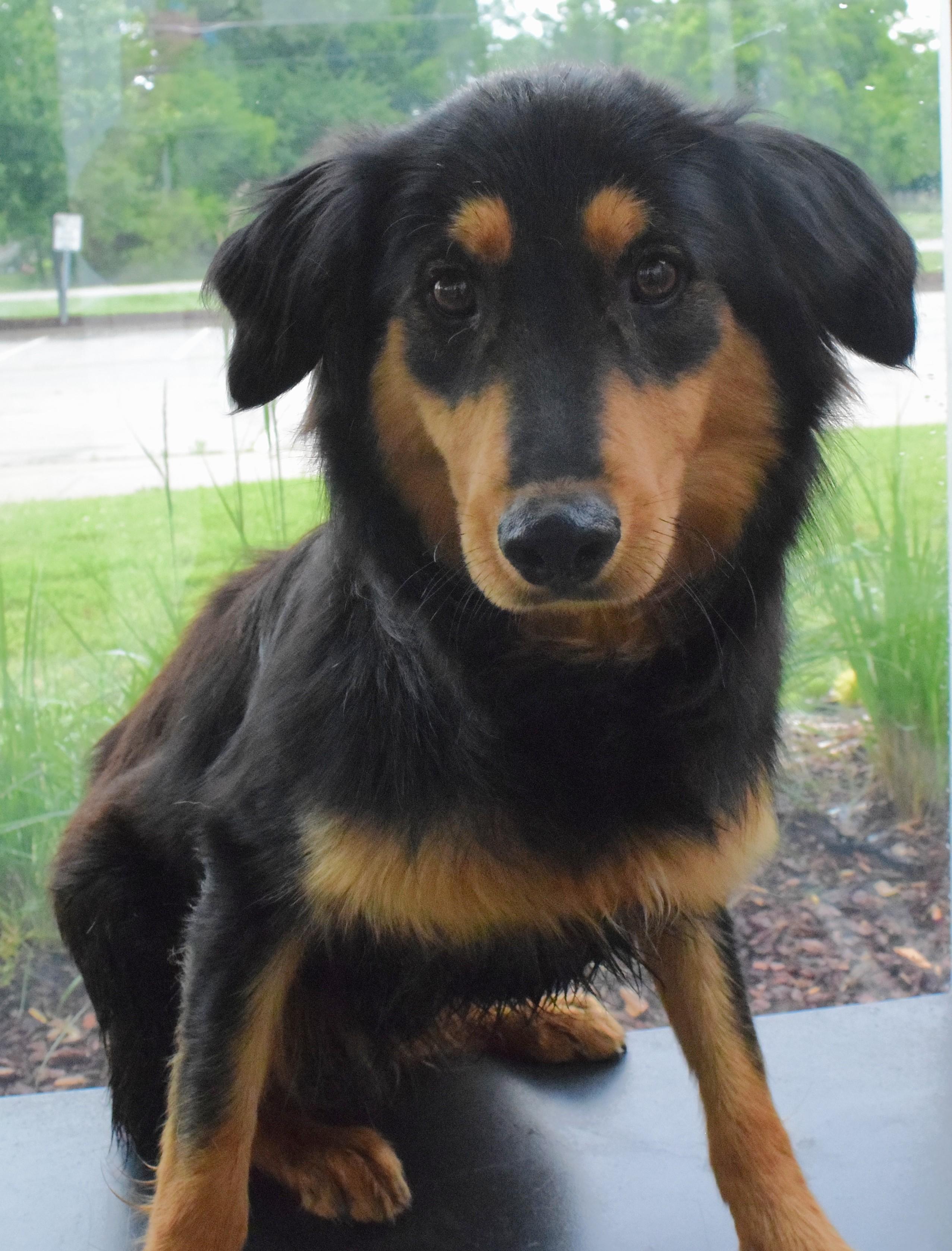 Enlarge 22262, a ADOPTABLE mixed breed in Broken Arrow, OK image 1/1
