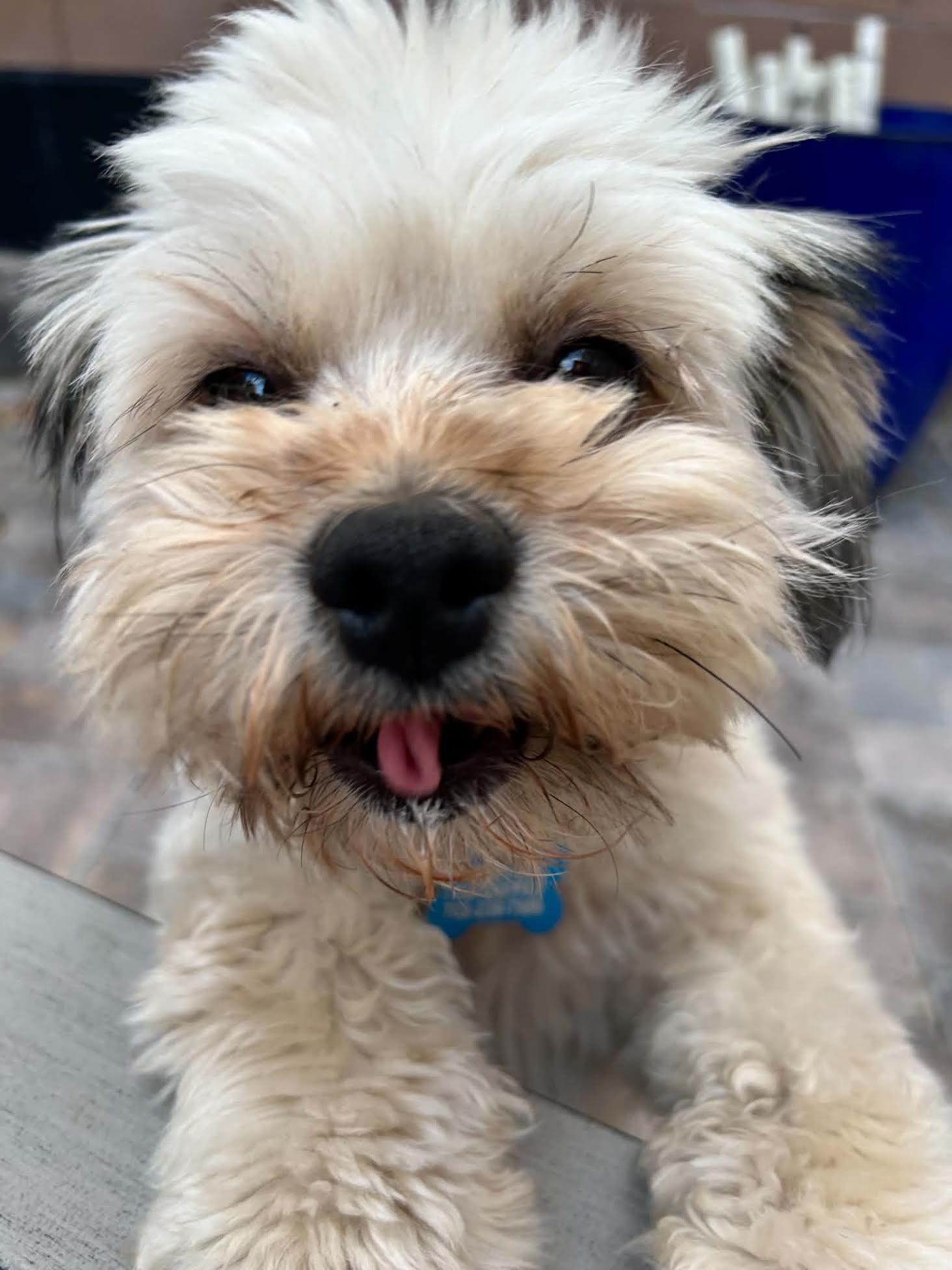Enlarge Buttercup, a ADOPTABLE mixed breed in Las Vegas, NV image 4/4