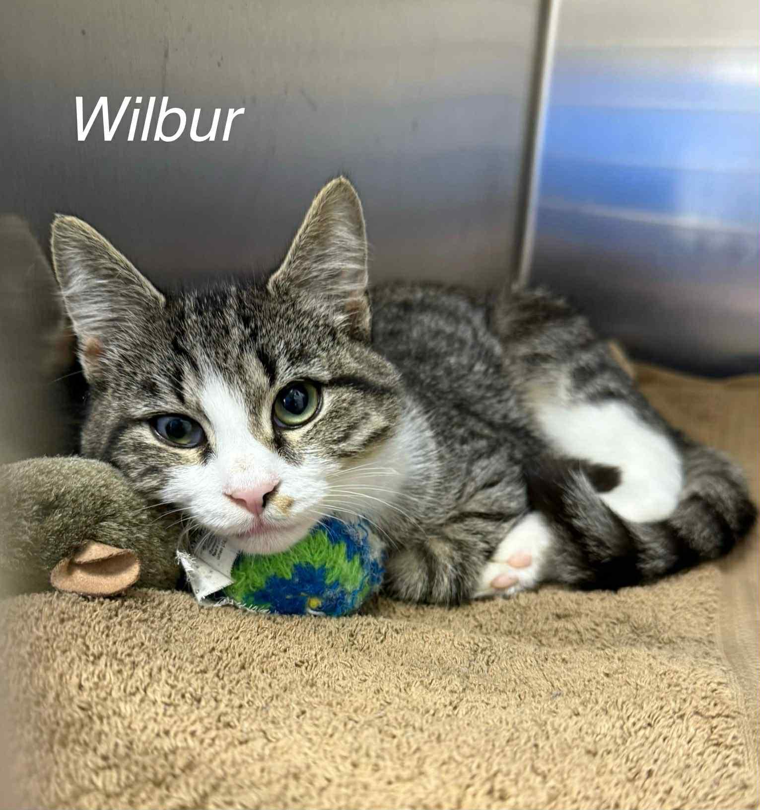Enlarge Wilbur, a Adoptable Domestic Short Hair in Mount Airy, NC image 1/1