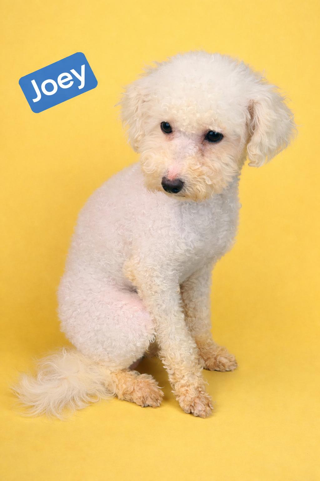 Joey , adopted, Puppy Male Cavapoo.