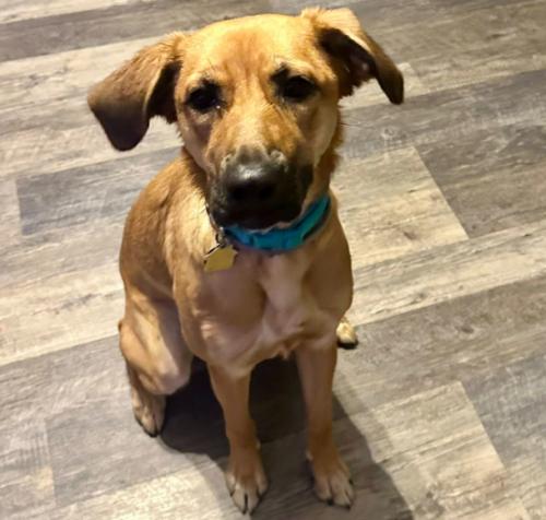 Enlarge Skye (10 months old), a Adoptable mixed breed in Albany, NY image 1/1