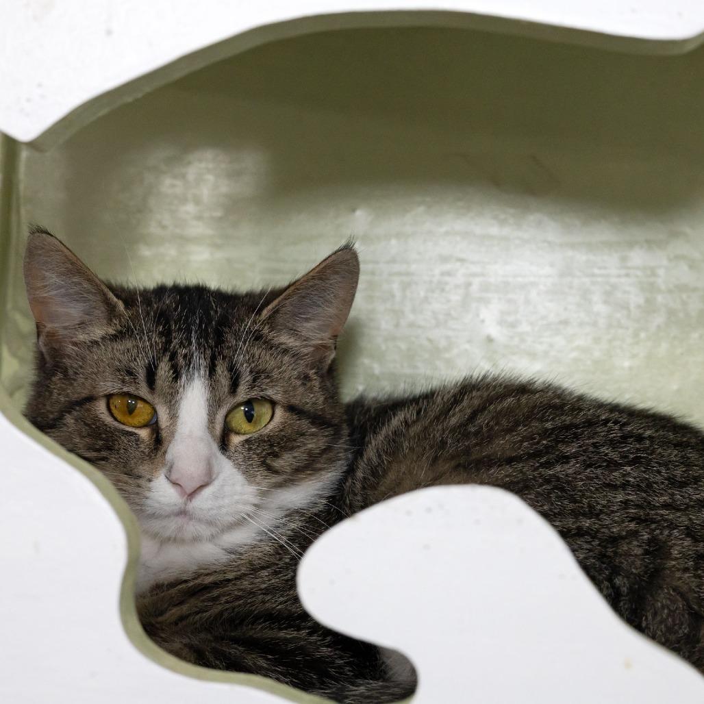 Jilly, Adoptable, Young Female Domestic Short Hair.