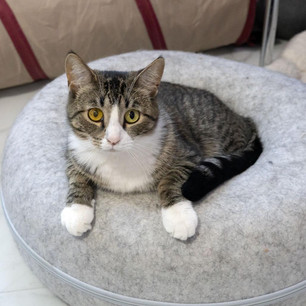 Jilly, a Adoptable Domestic Short Hair in McKean, PA image 2/6