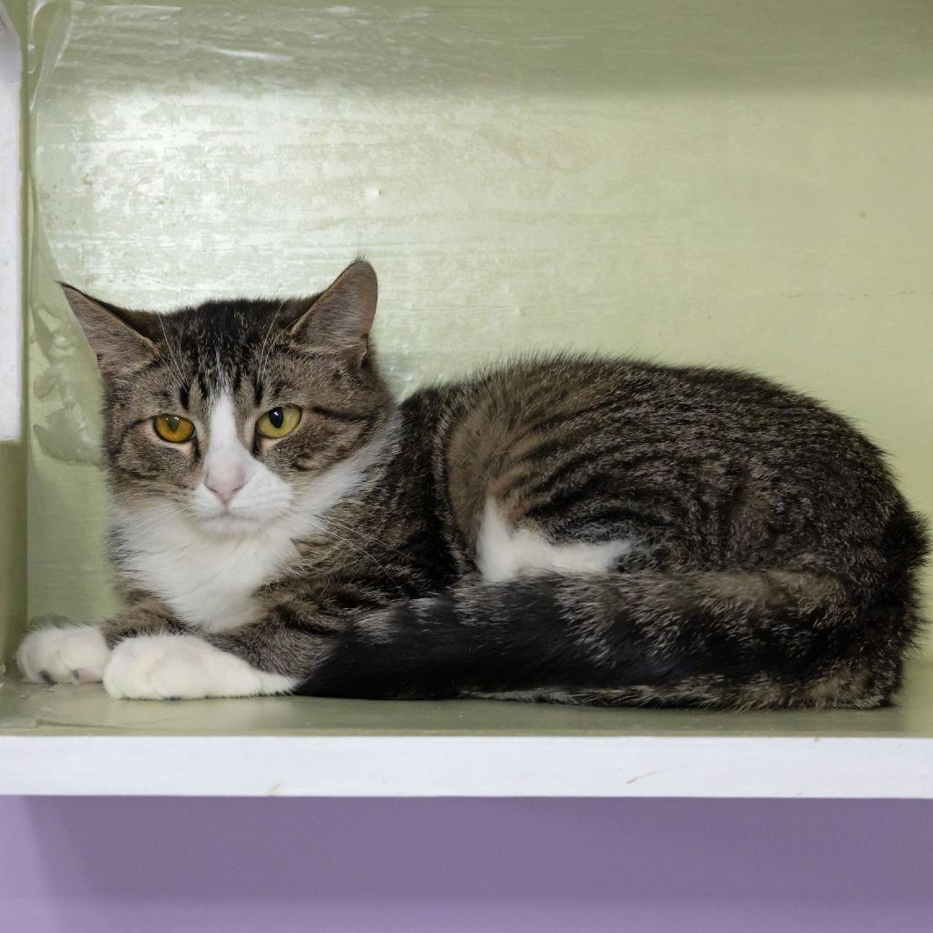 Enlarge Jilly, a Adoptable Domestic Short Hair in McKean, PA image 2/6