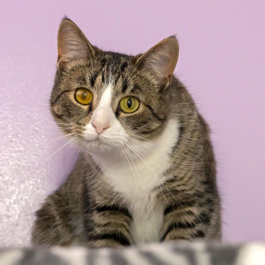 Enlarge Jilly, a Adoptable Domestic Short Hair in McKean, PA image 3/6