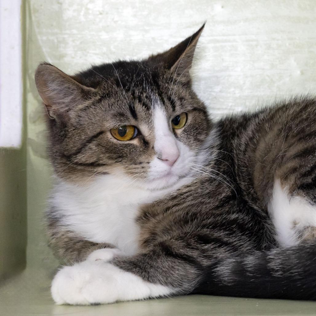 Enlarge Jilly, a Adoptable Domestic Short Hair in McKean, PA image 4/6