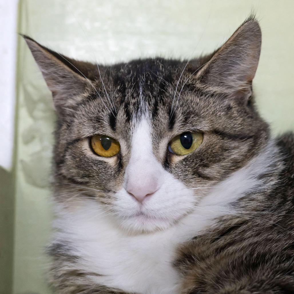 Enlarge Jilly, a Adoptable Domestic Short Hair in McKean, PA image 5/6