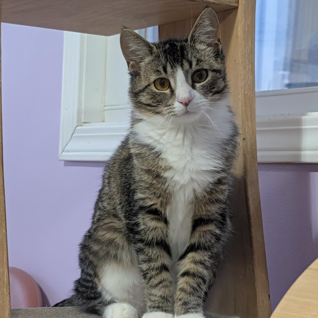 Enlarge Jilly, a Adoptable Domestic Short Hair in McKean, PA image 6/6