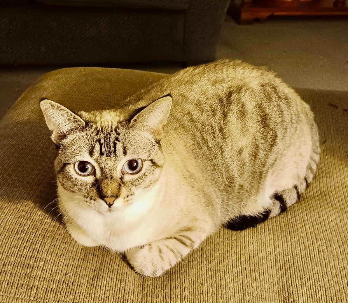 Enlarge Puff Ball, a Adoptable Domestic Short Hair in Pasco, WA image 1/4
