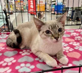 Enlarge Puff Ball, a Adoptable Domestic Short Hair in Pasco, WA image 2/4