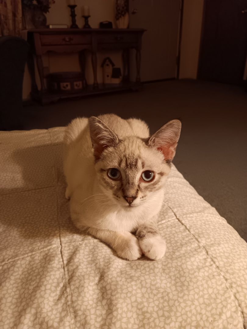 Enlarge Puff Ball, a Adoptable Domestic Short Hair in Pasco, WA image 3/4