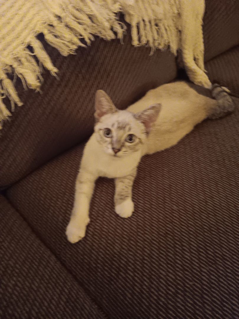 Enlarge Puff Ball, a Adoptable Domestic Short Hair in Pasco, WA image 4/4