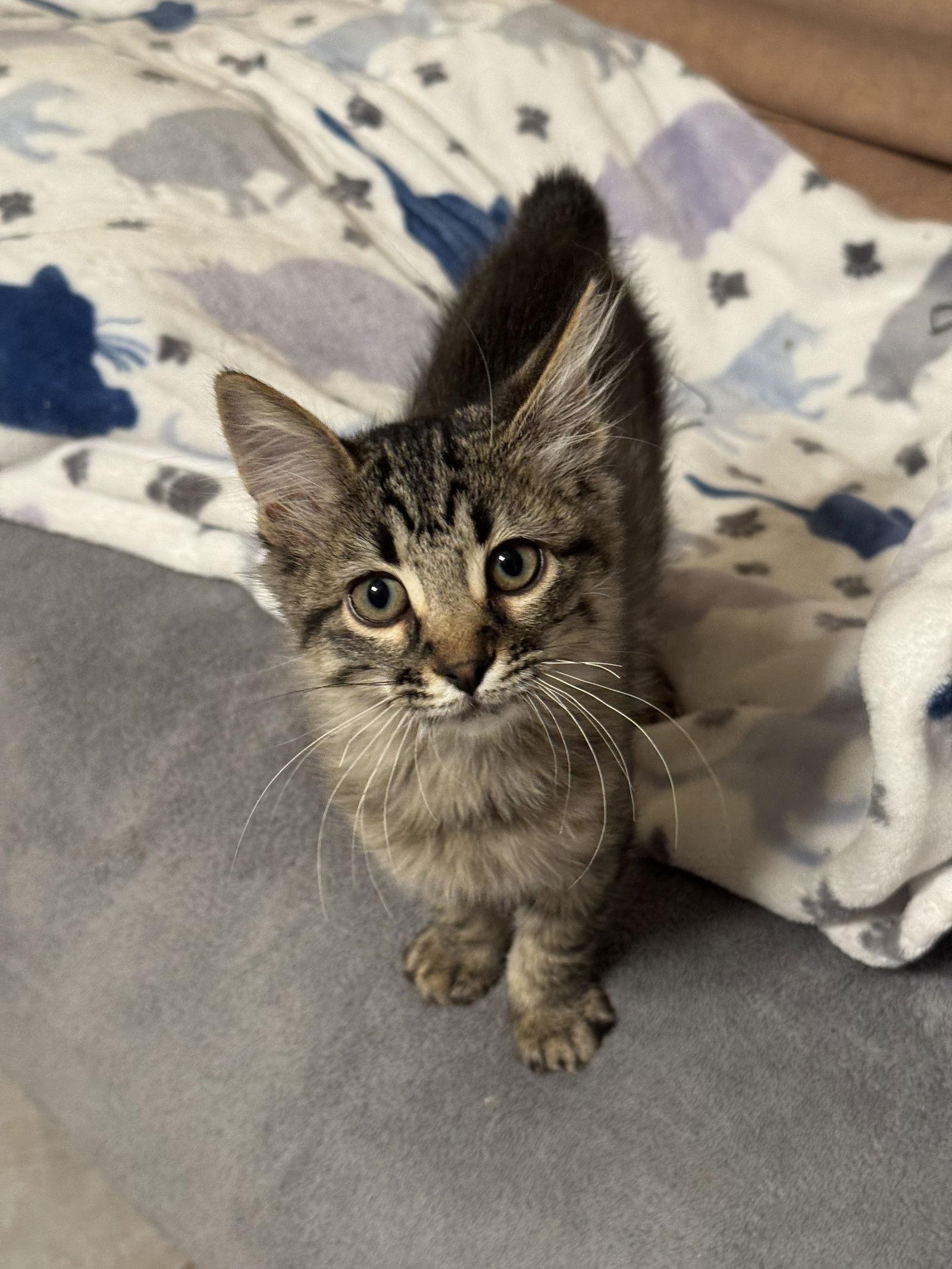 Enlarge Lola, a Adopted mixed breed in Hammond, LA image 3/3