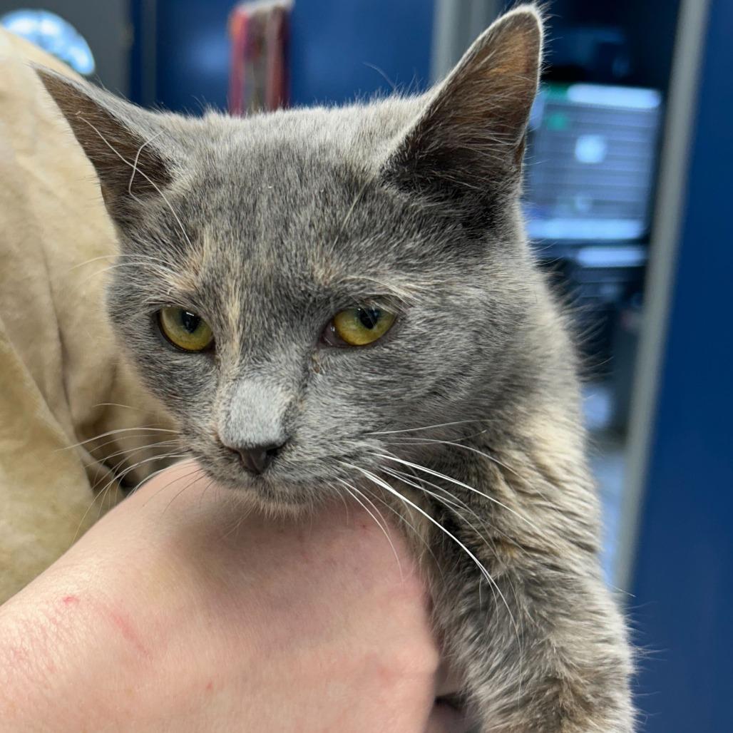 Cynder, Adoptable, Young Female Domestic Short Hair.