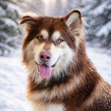 Atlas, adopted, Young Male Alaskan Malamute.