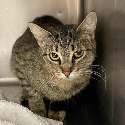 Slinky, ADOPTABLE, Adult Female Domestic Short Hair.