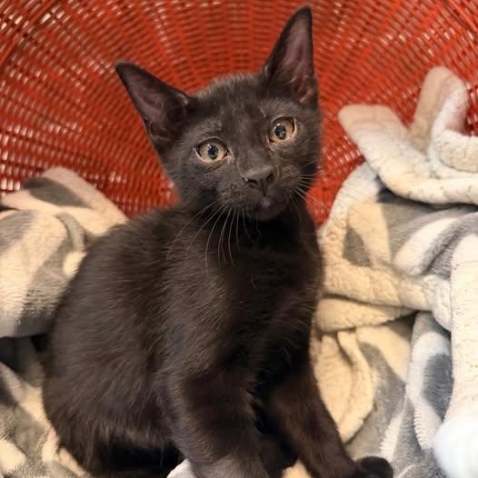 Malibu at Fat Cat Cafe, ADOPTABLE, Kitten Female Domestic Short Hair.